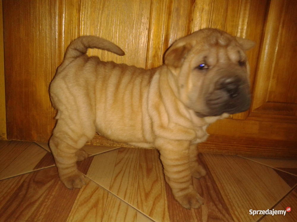 Szczenięta SHARPEI Gostynin