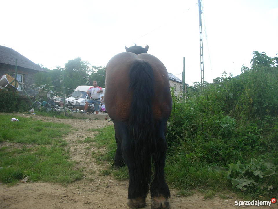 sprzedam konie szpaki gniade małopolskie Limanowa