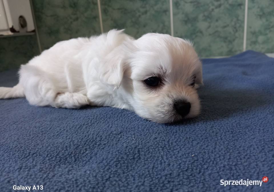 Małe Maltańczyki do rezerwacji lubelskie Krzywda