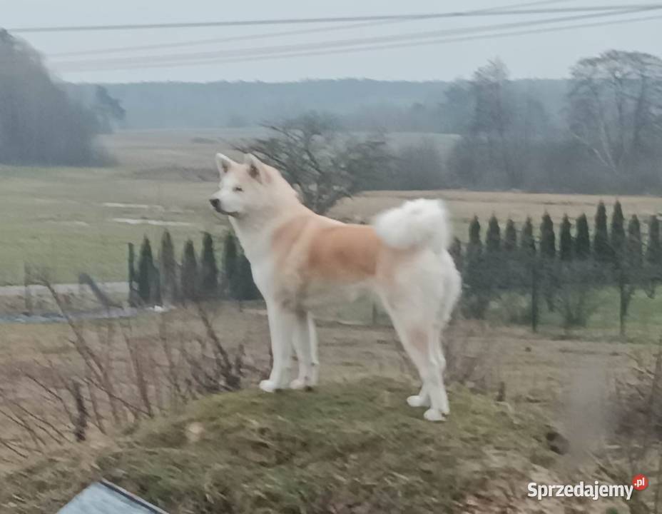 Akita Inu czerwone i białe Radzyń Podlaski sprzedam