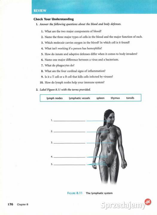 Anatomia Fizjologia Podręcznik jangielski Łódź sprzedam