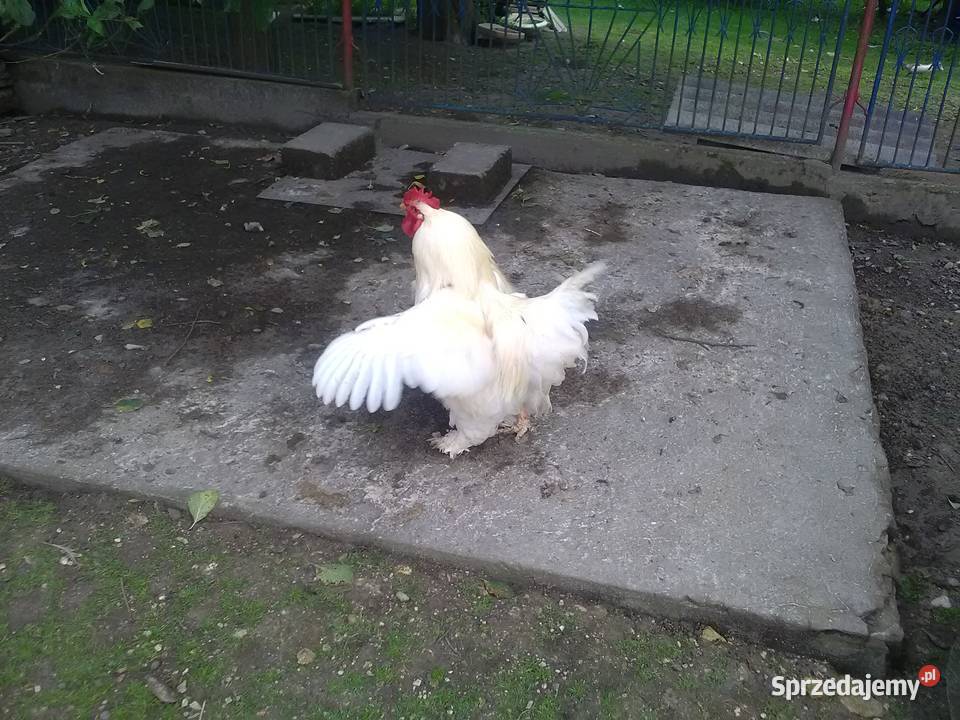 Sprzedam kury koguty pary 55zl Tomaszów