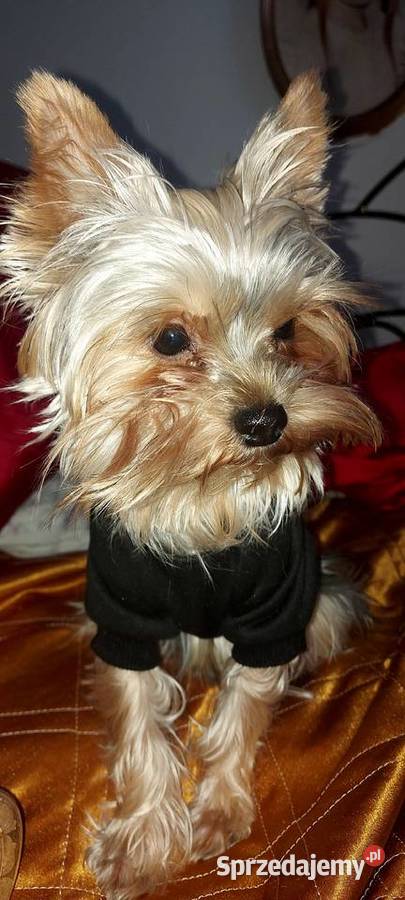 YORKSHIRE TERRIER REPRODUKTOR Z RODOWODEM FCI York