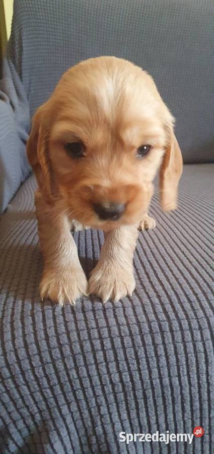 Cocker Spaniel Angielski suczka Radom sprzedam