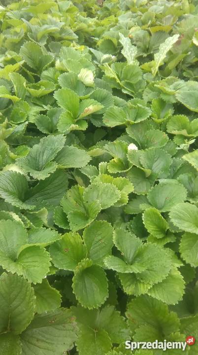 sadzonki truskawek Wrocław