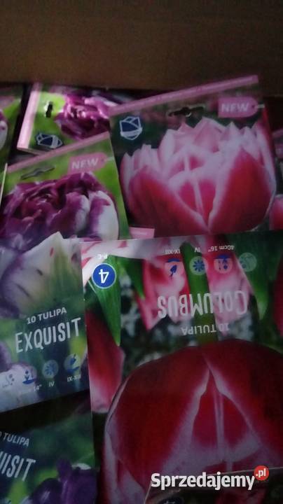 Cebulki Tulipany z Holandii Świetna jakość i Rośliny Bielsko-Biała