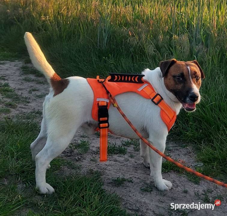 Jack russell terrier Reproduktor Gostyń sprzedam