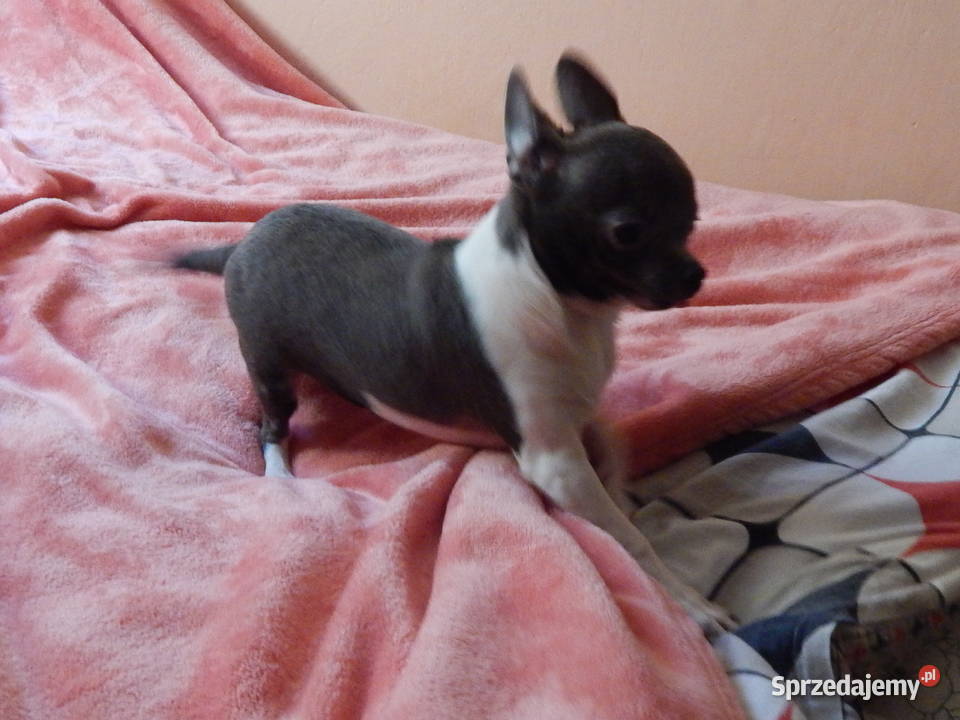 Błękitny piesek z posrebrzeniem i pozłoceniem Częstochowa