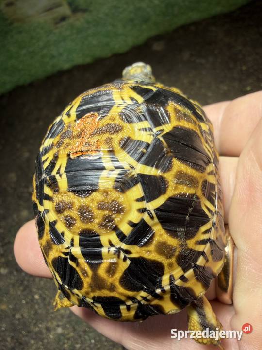 Żółw promienisty Jeżów Sudecki