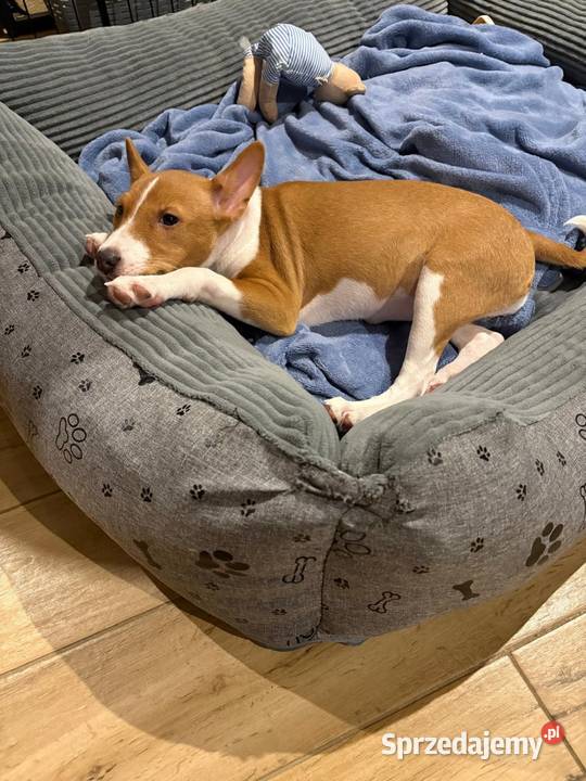 Basenji suczka szczenię pomorskie Słupsk