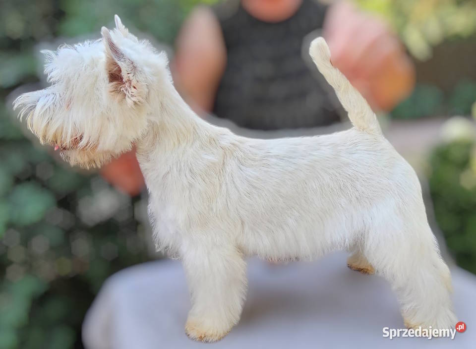 West Highland White Terrier FCI suczka ZKwP Warszawa sprzedam