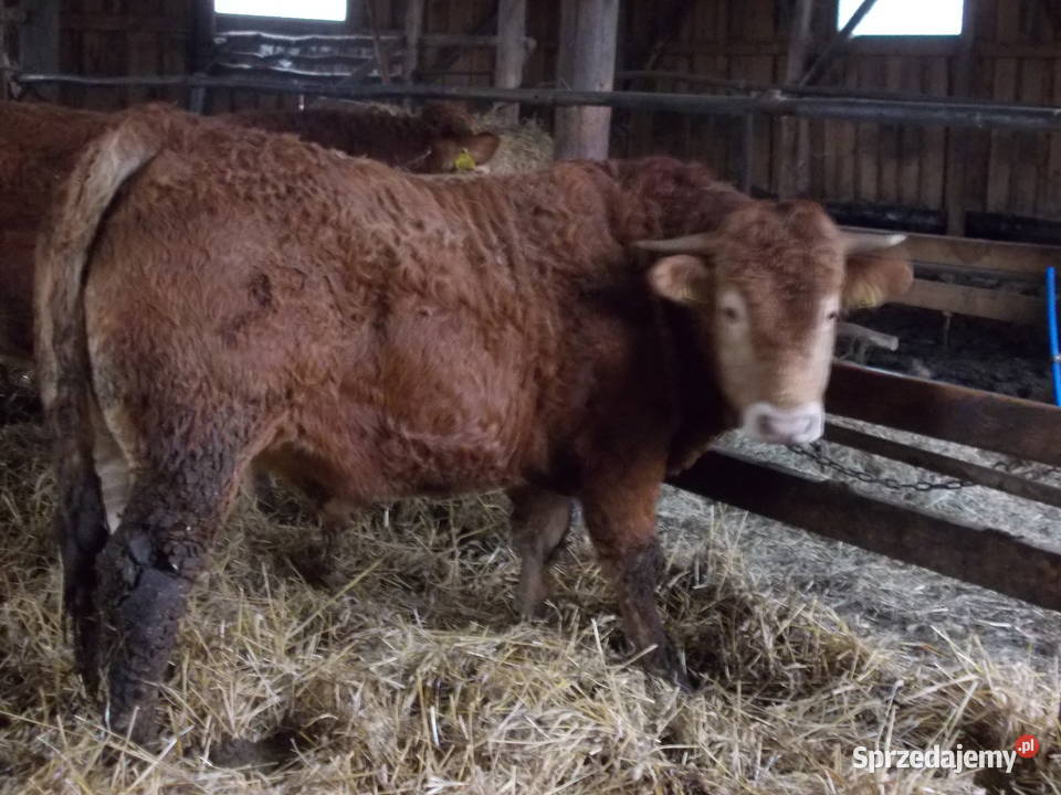 Byki 100 limousine Gołdap