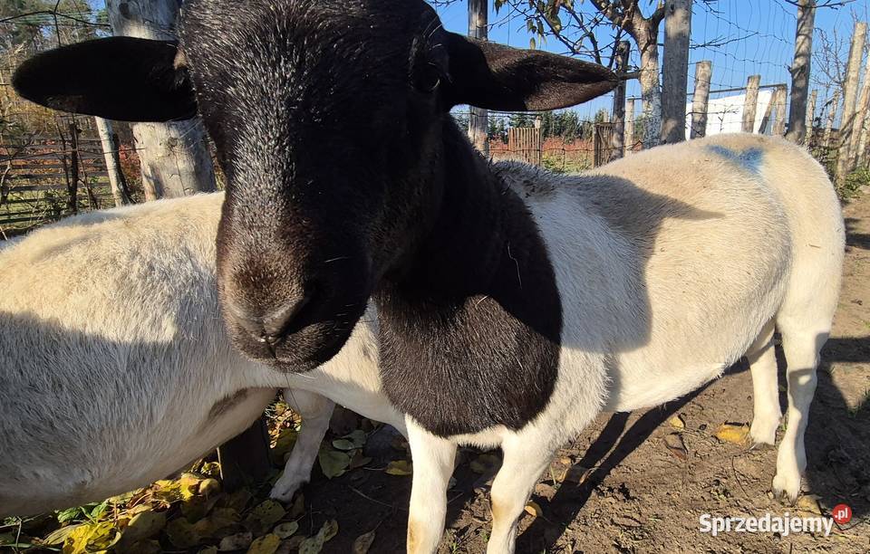 Baranek DORPER Tryk Jarek Owce baranki kujawsko-pomorskie Cekcyn