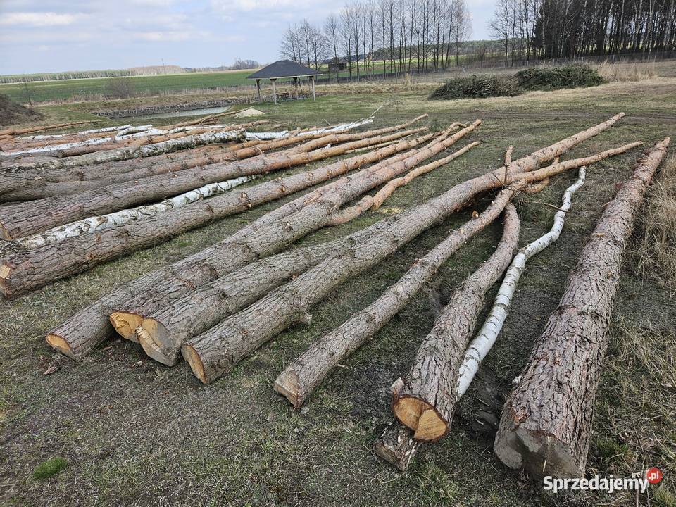 Drewno tartaczne kłody sosny dłużyca sosna Parczew