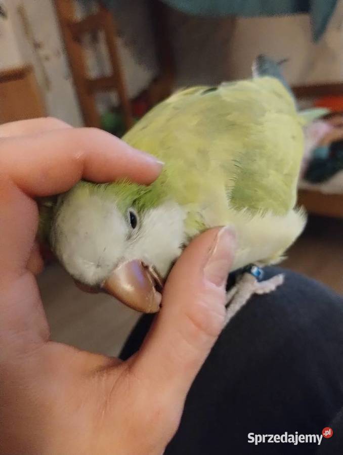 Mniszką nizinna Kaczyce