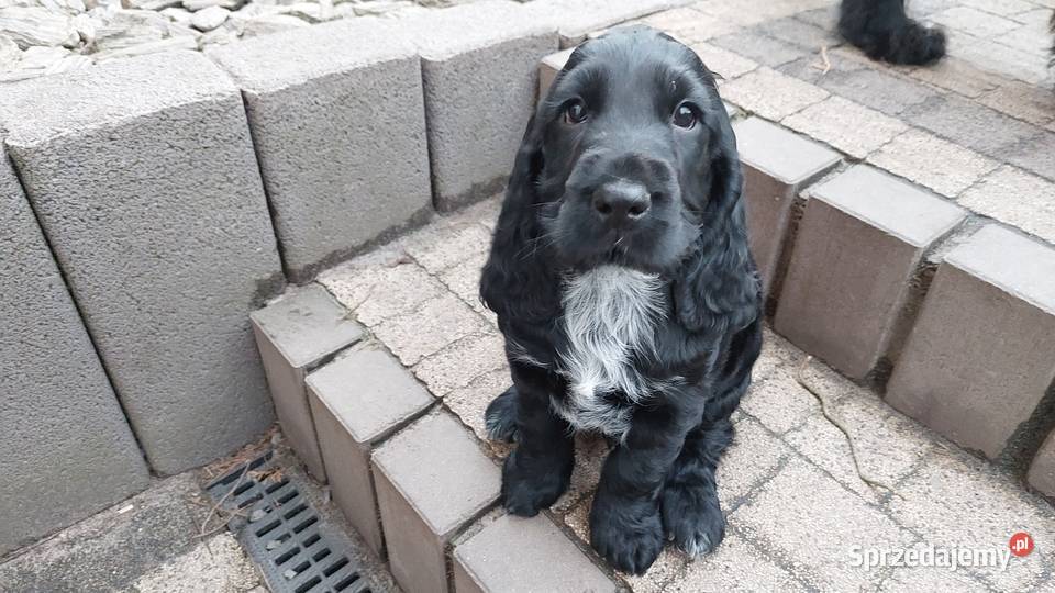 Cocker Spaniel Angielski Czarne Cuda