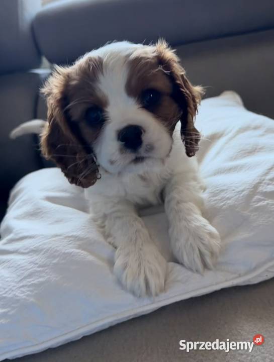 Cavalier King Charles Spaniel śląskie