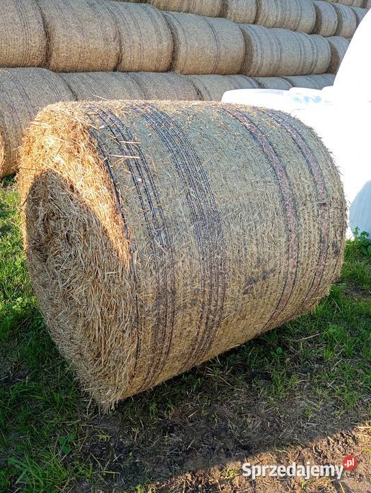 Sprzedam słome prasie Mchele 100 i 90 Trawy, słoma Burszewo