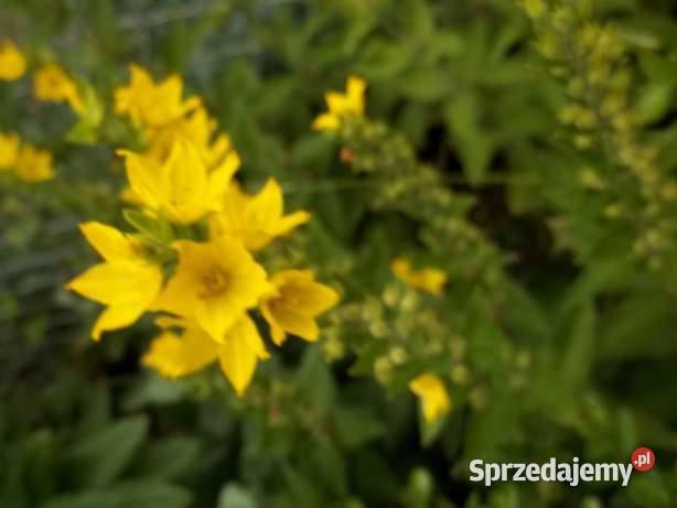 Tojeść kropkowana roślina wieloletnia Łódź