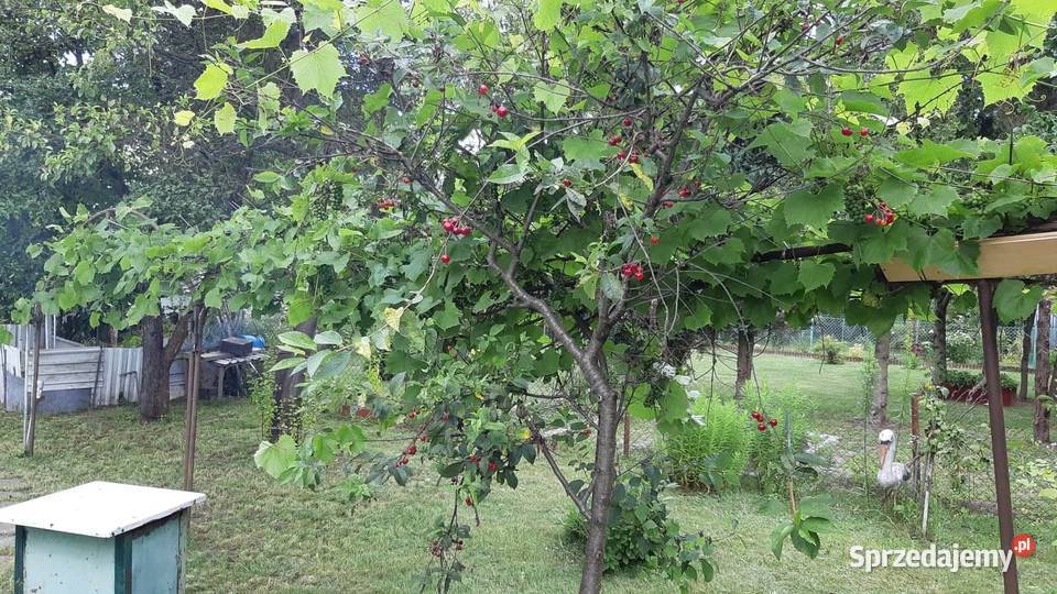 Ogródek działkowy ROD 300 m2 Białołęka Warszawa