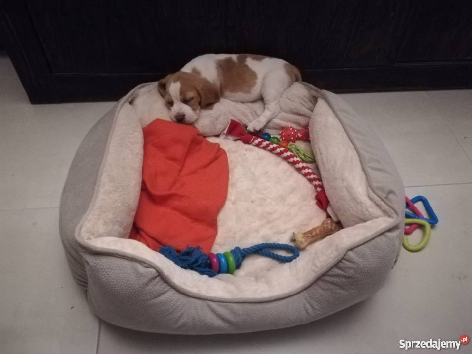 Piękna 3miesięczna sunia beagle Silno
