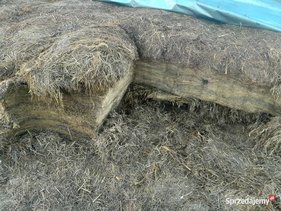 Wycinak szczękowy krokodyl Sulborowice