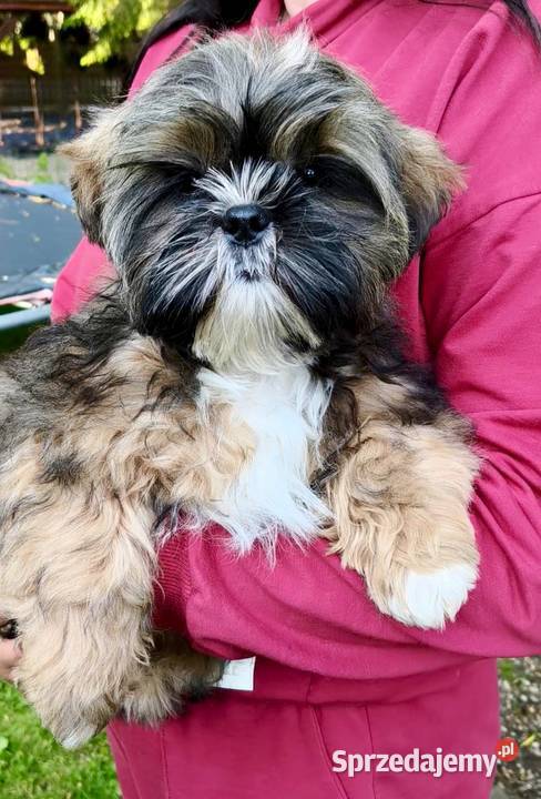 ShihTzu piesek Gringo pomorskie Chmielno