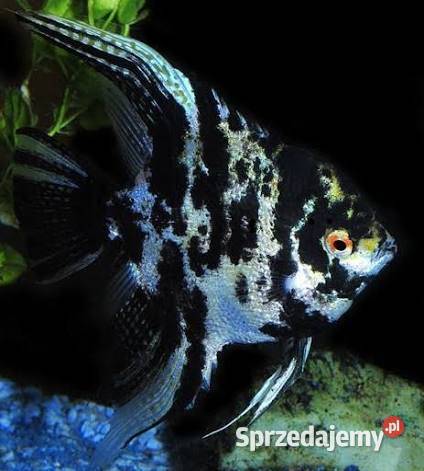 Rybki akwariowe Pińczów