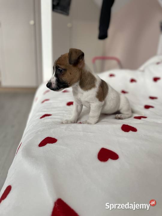 Jack Russell Terrier szczeniaczki Częstochowa sprzedam