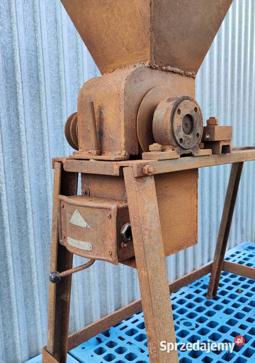 Kościarka wilk do kości