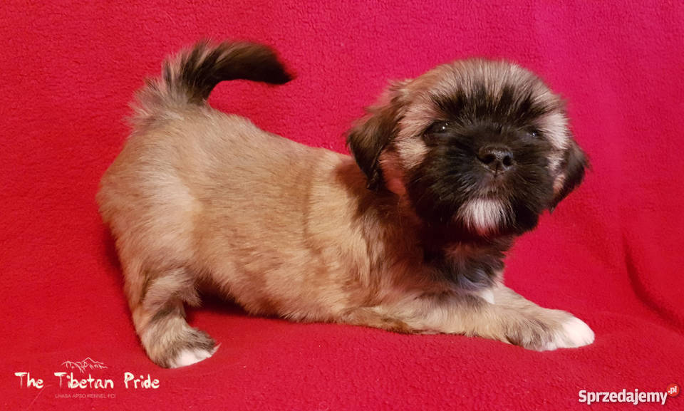 Szczenięta Lhasa Aspo kuzyn Shih Tzu rodowód Shih Tzu małopolskie sprzedam