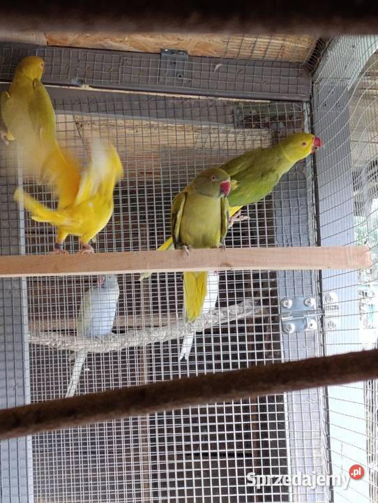 Aleksandrety obrożne głowa ogon Grodzisk Wielkopolski