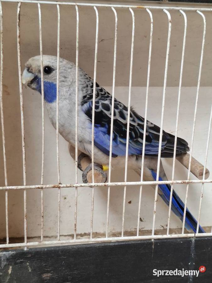 Rozella królewska samiec Lubiechowo sprzedam