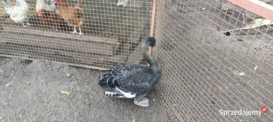 Łabędzie czarne Konopiska