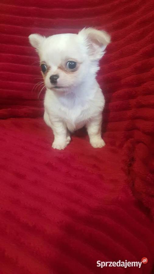 Piesek chihuahua biały mazowieckie Płońsk sprzedam