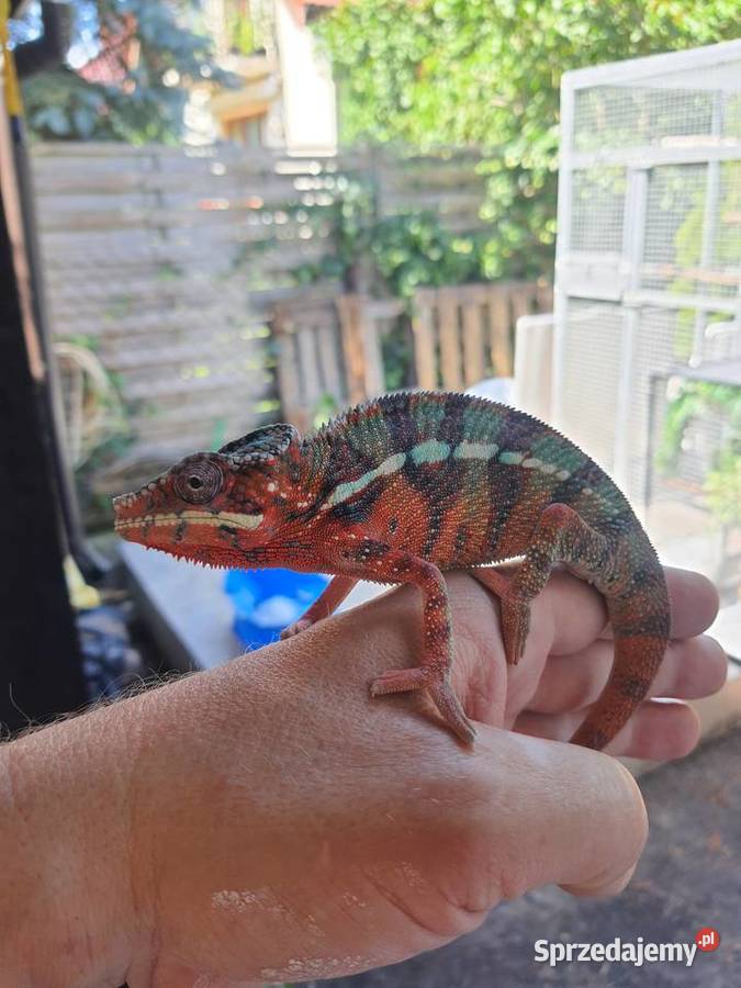 kameleon lamparci ambilobe red bar kujawsko-pomorskie Lubień Kujawski