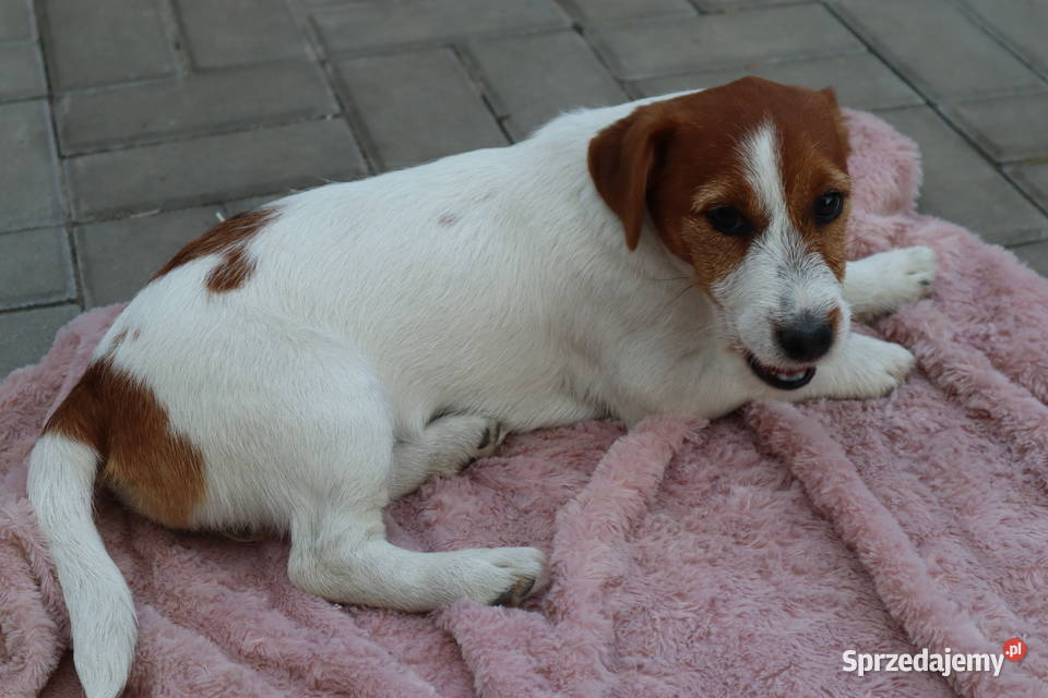 Jack Russell Terrier szczenięta rodowodowe ZKwP wielkopolskie Poznań