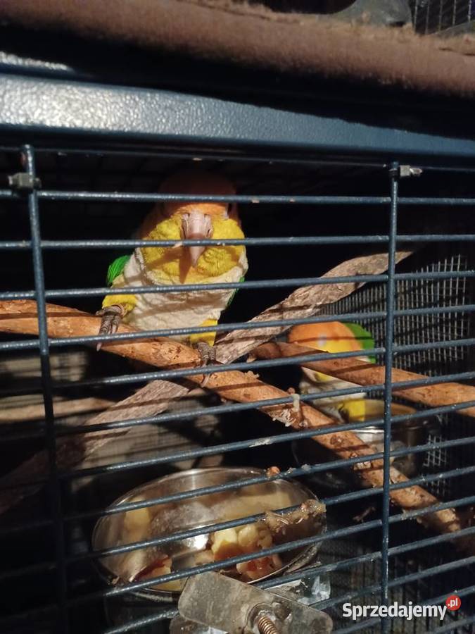 Barwinki białobrzuche wielkopolskie