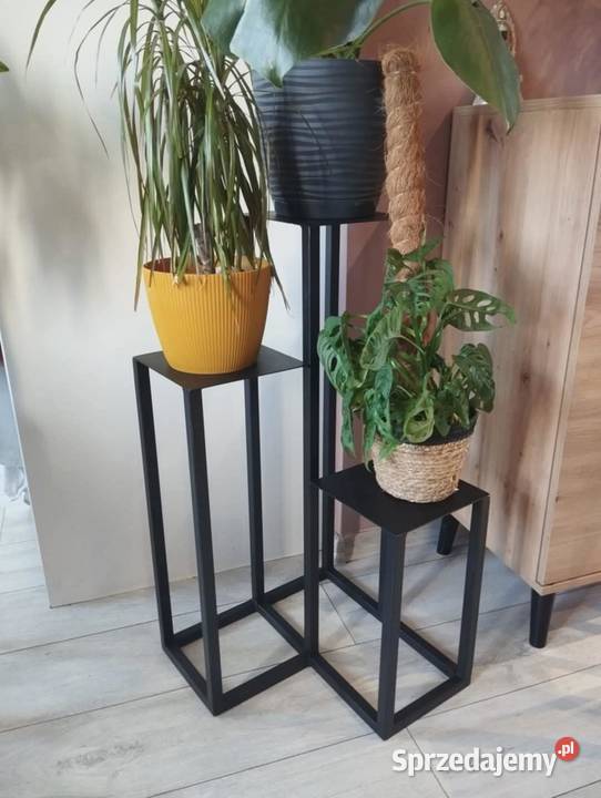 Kwietnik potrójny Kwietniki Piła