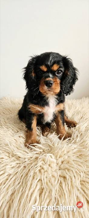 Cavalier king charls spaniel mazowieckie Wolica