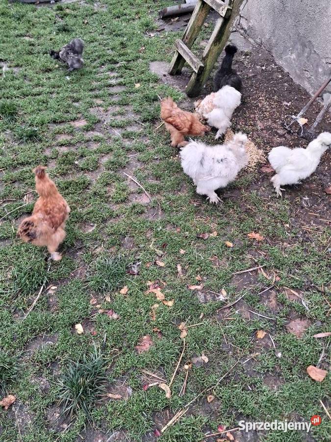 Gęsi dolnośląskie Miękinia