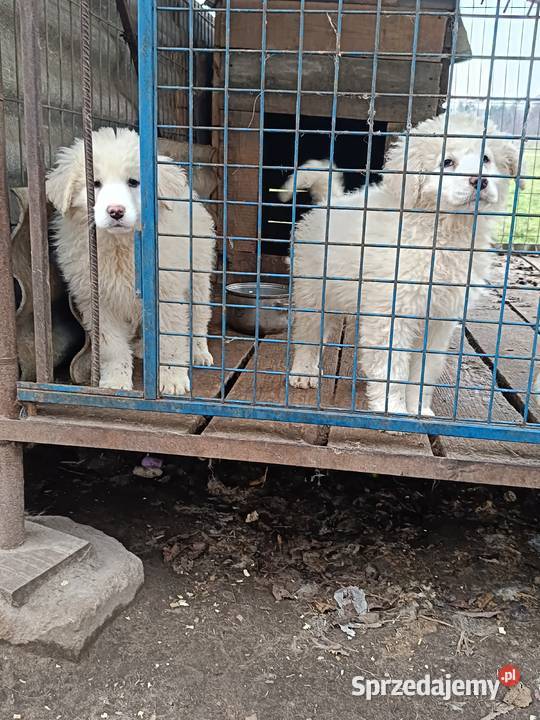 Owczarek Podhalański