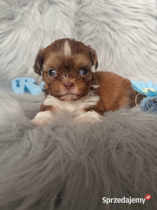 Śliczny piesek rasy ShihTzu czekoladowy Kluczbork