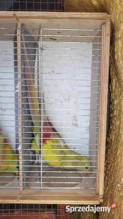 Sprzedam papugi rozelle białolice górskie Nowy Sącz sprzedam