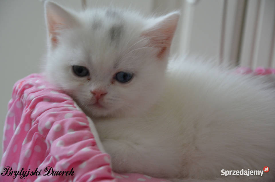 Kot brytyjski kotka biała