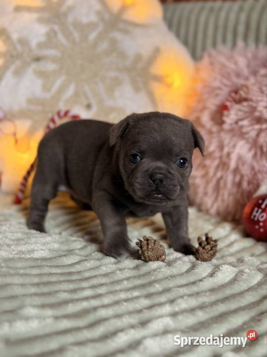Buldog francuski do rezerwacji śląskie Częstochowa