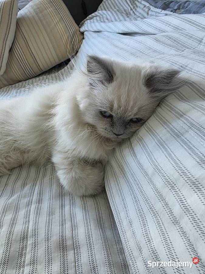 Sprzedam 4ro miesięcznego kotka rasy szkockiej Kraków