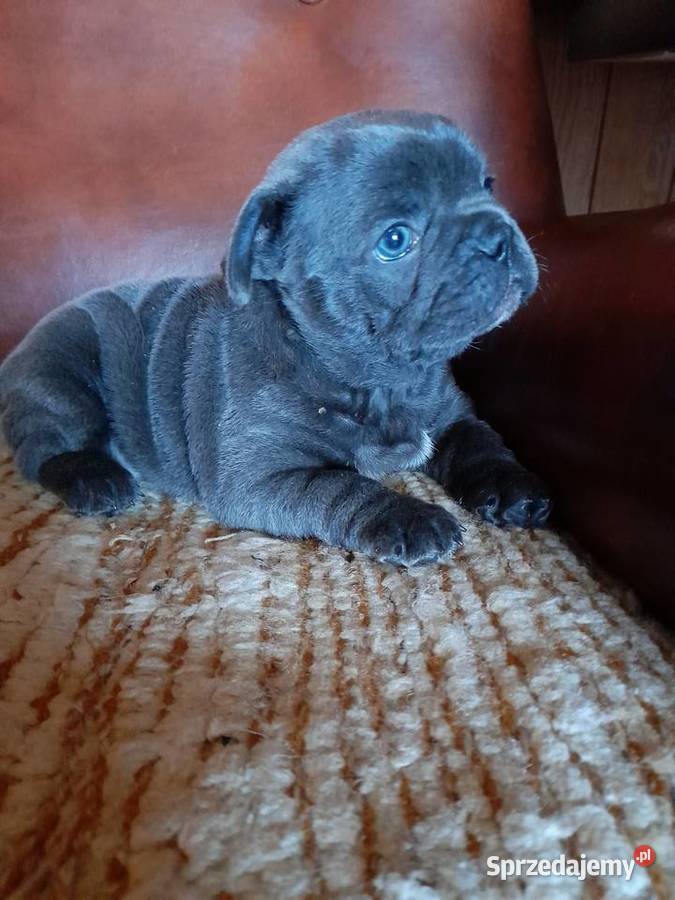Buldog francuski piesek Augustów sprzedam
