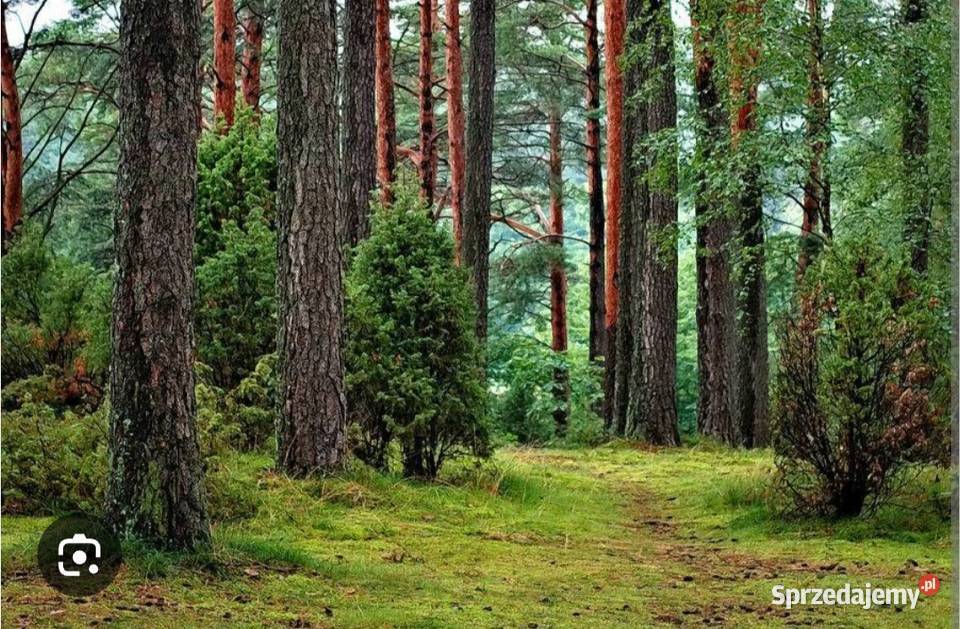 Sprzedam drzewo Jodła Harbutowice