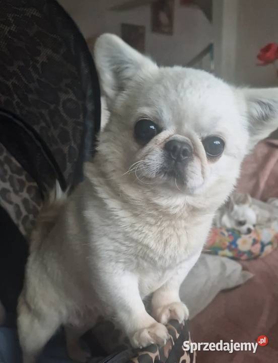 Chihuahua przepiękna dziewczynka Złocieniec
